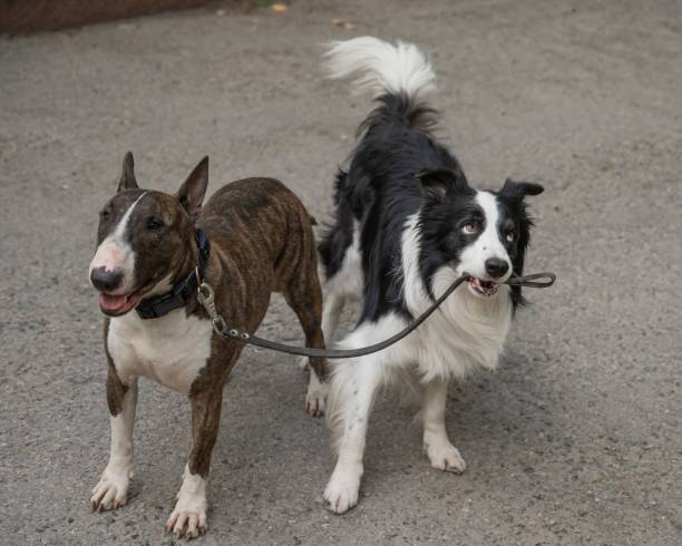 istock A border collie leads a bull terrier by the leash. One dog walking another. 2203310818