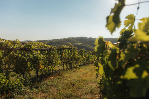 istock The image depicts a picturesque vineyard landscape. 2203311232