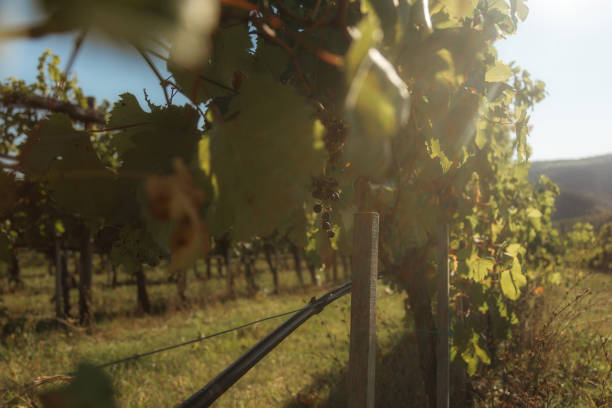 istock The image depicts a picturesque vineyard landscape. 2203311318