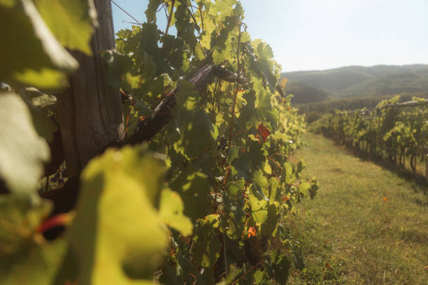 istock The image depicts a picturesque vineyard landscape. 2203311319