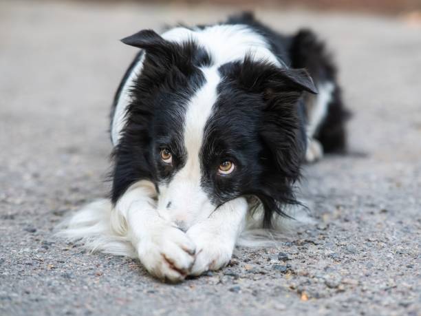 istock Border collie dog doing exercise shame outdoors. 2203312241