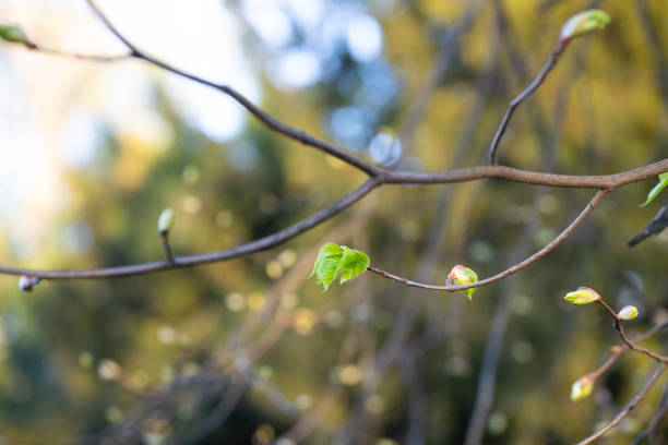 Tree branch with blossoming leaves on a sunny spring day close-up