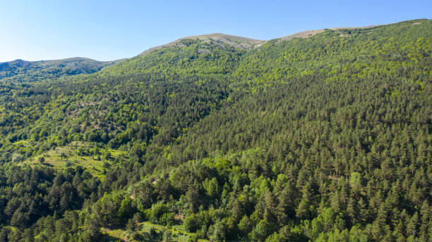 istock Aerial View of the Forest 2203314148