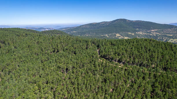 istock Aerial View of the Forest 2203314245