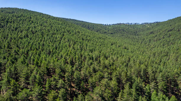 istock Aerial View of the Forest 2203315111