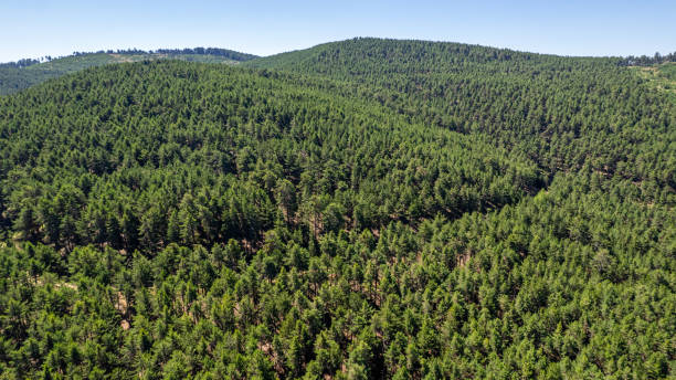 istock Aerial View of the Forest 2203315167