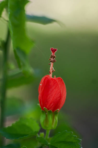 istock Red turk's cap blossoms in mid-summer garden, Austin, Texas 2203315489