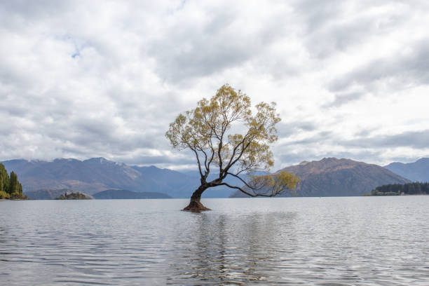 istock A lone willow tree stands majestically in the still waters of Lake Wanaka 2203315521