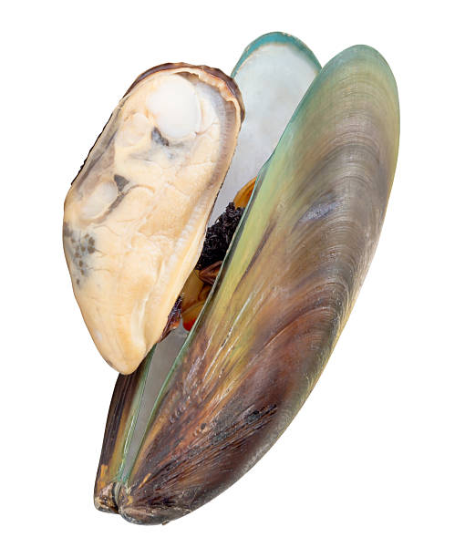 istock Two cooked or steamed green mussels with green mussels meat in stack isolated on white background with clipping path 2203315599