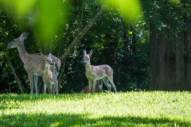 Family of deer