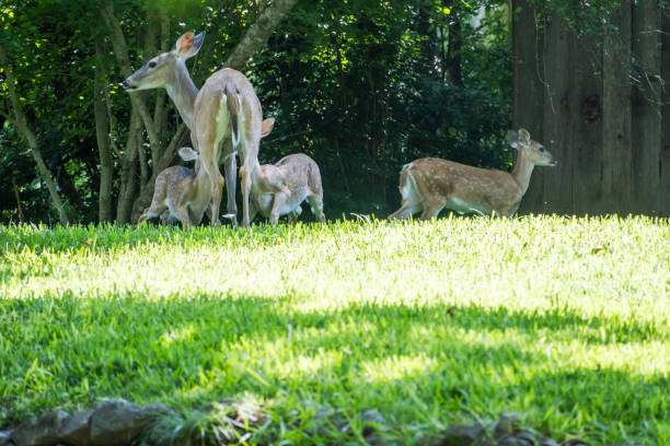 istock Family of deer 2203316071