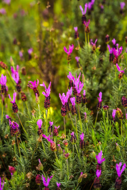 istock Natural lavender bushes closeup at sunset outdoors background 2203316632