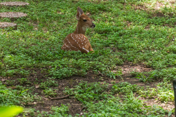istock Family of deer 2203316822