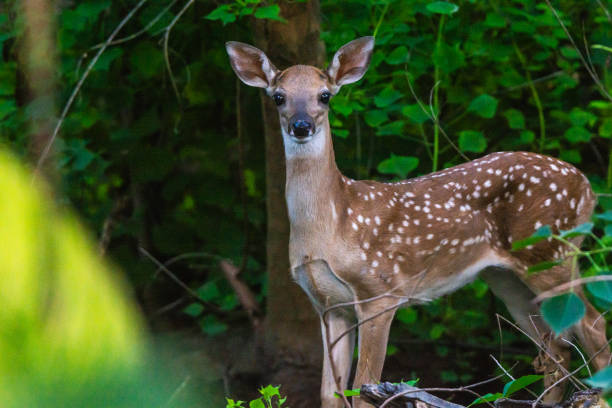 istock Family of deer 2203316823