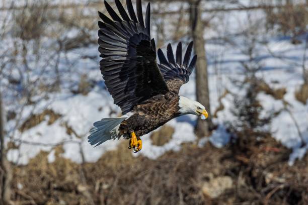 istock bald eagle trying to eat fish in flight with snow background 2203319662