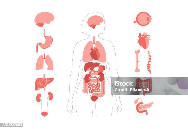 Human Internal Organs Stock Illustration - Download Image Now - Abdomen ...