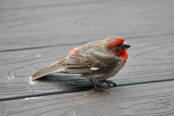 istock Male House Finch 2203323573