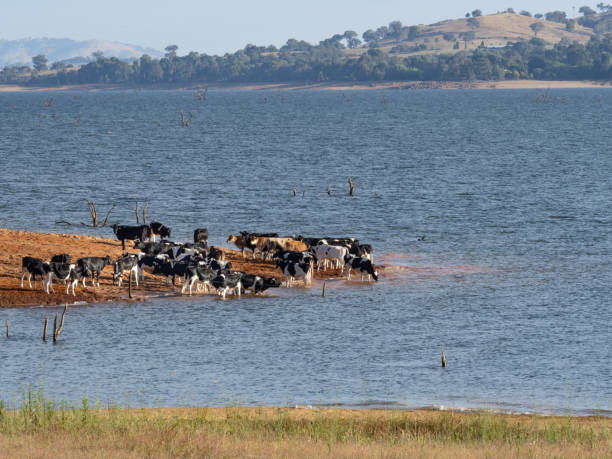 istock Cattle on red dirt next to lake 2203324388