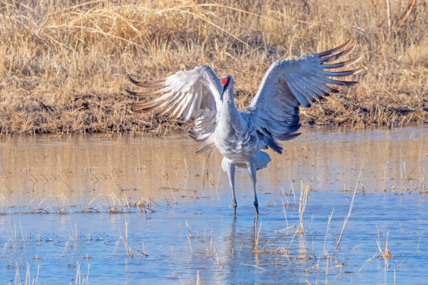istock Reflections of cranes at Bosque del Apache in New Mexico, USA 2203324675