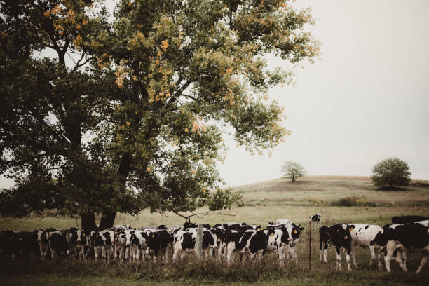 Herd of cattle cows on a ranch farm outdoors in summer