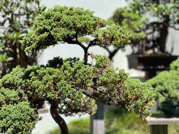 istock Bonsai tree grows in oriental garden 2203325961