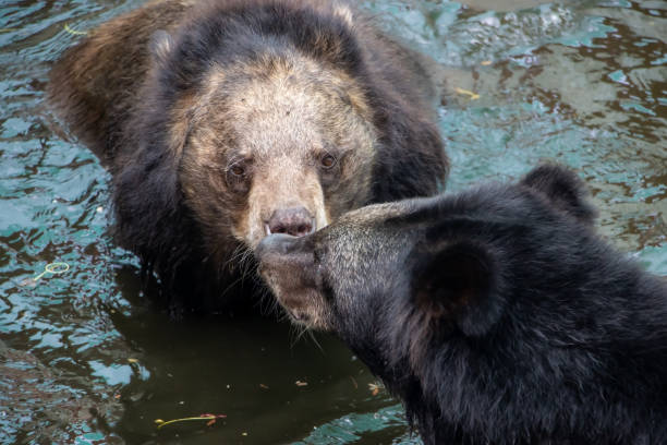 The pair of black bear - ursus thibetanus, in water.