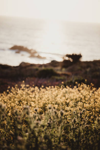 Yellow flowers on a cliff next to the ocean