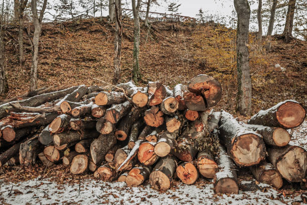 image featuring a neat pile of freshly cut timber logs partially covered with snow in a Serbian setting. Harvested for winter heating, these logs highlight the continued significance of wood-based fuel in rural areas. The tranquil, leaf-strewn surroundings and cool temperatures underscore the cyclical nature of resource gathering, reflecting both environmental context and longstanding local customs. This depiction of essential firewood illustrates a practical approach to wintertime warmth and the region's connection to traditional energy solutions.