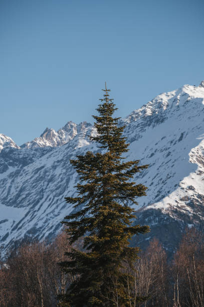 Fir tree and a snowy mountain on the background. Vertical nature background.