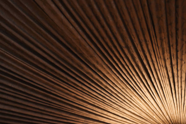 Visually striking close-up showcasing brown textured lines