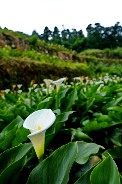 A beautiful field of calla lilies with a single white bloom in focus, surrounded by lush green leaves. The background features terraced greenery, adding depth and a sense of tranquility to the natural landscape.