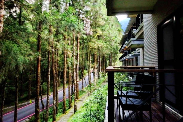 A peaceful balcony with black wicker chairs and a wooden railing overlooks a dense forest of tall, straight trees. The view from the lodge captures the tranquility of nature, with a winding road disappearing into the lush greenery. Soft natural light filters through the trees, enhancing the calm and secluded atmosphere of this retreat in the woods.