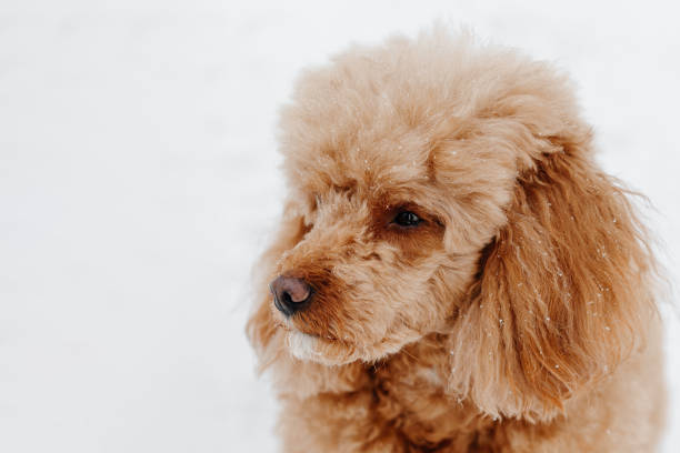 istock red poodle on white snow in winter day 2203335586