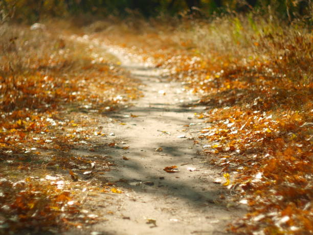 Fallen leaves on a forest path.