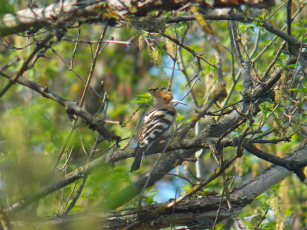 istock Hoopoe bird sitting on a branch 2203335742