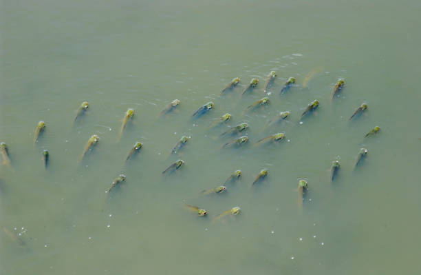 Fish Gasping for Air  Water Pollution Crisis