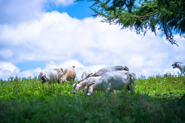 Flock of sheep on summer pasture