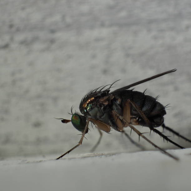 istock Sideview close up of a common fly 2203341120