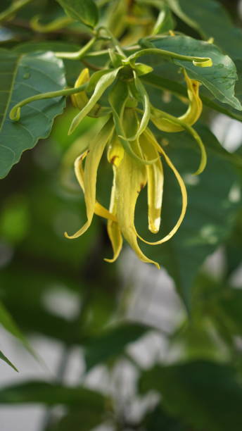 istock beautiful yellow ylang ylang flowers 2203341124