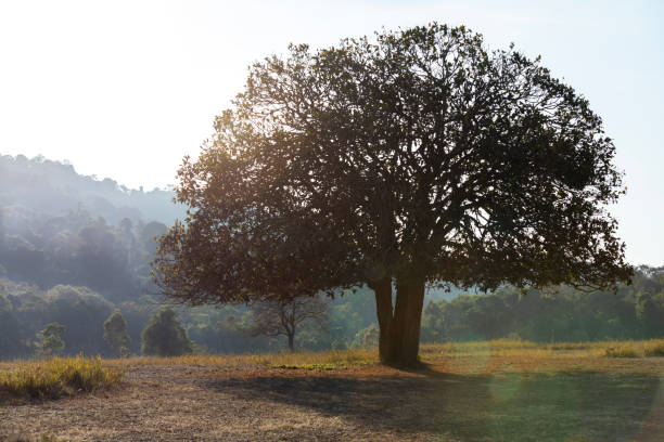 A large tree stands alone in tropical forest during sunrise.