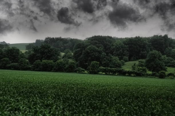 A moody cloudy day over a rural corn field in front of woods.