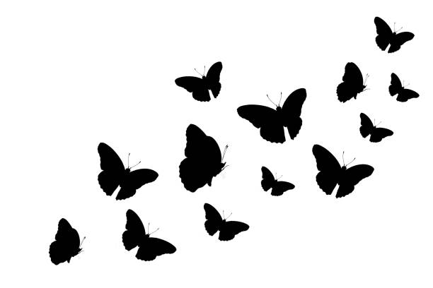 black and white butterfly silhouette Suitable for various graphics.Butterflies silhouette flying on white background.