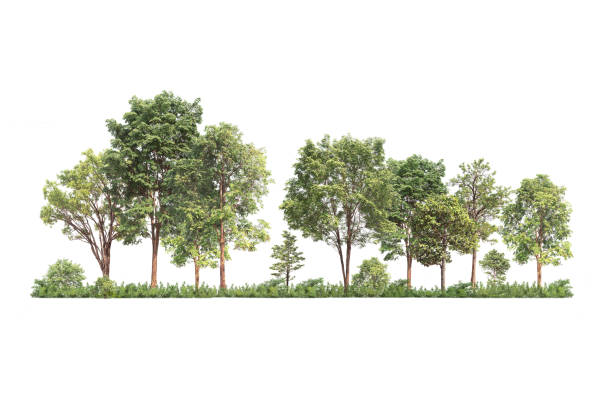 istock Group of tree. Green treeline. Green trees isolated on white background forest and summer foliage for both print and web with cut path and alpha channel 2203341554