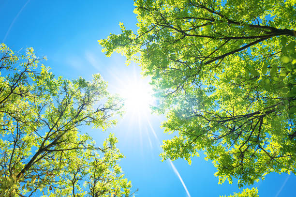 istock Spring background with fresh green trees and sunny blue sky 2203342300
