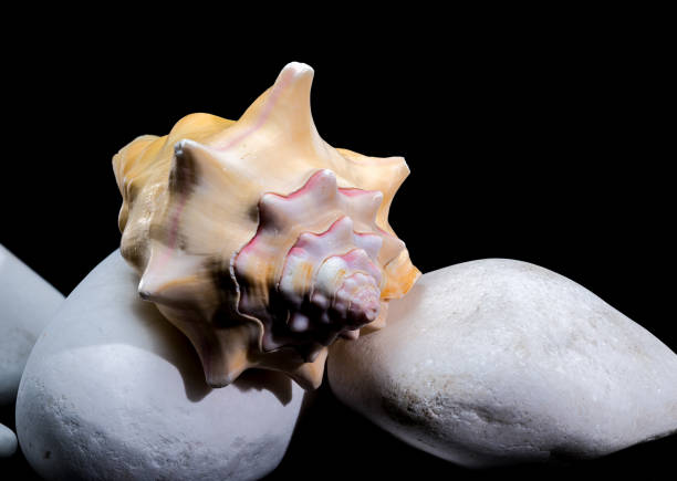 Beautiful Bursa Bufonia Seashell on Black Background in Odesa, Odesa Oblast, Ukraine