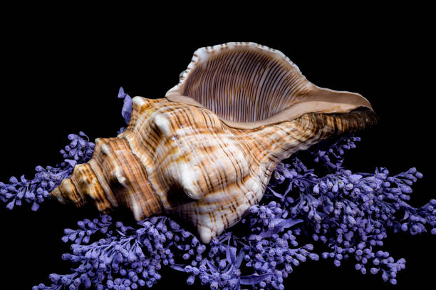 Trapezium Horse Conch on Lavender in Odesa, Odesa Oblast, Ukraine