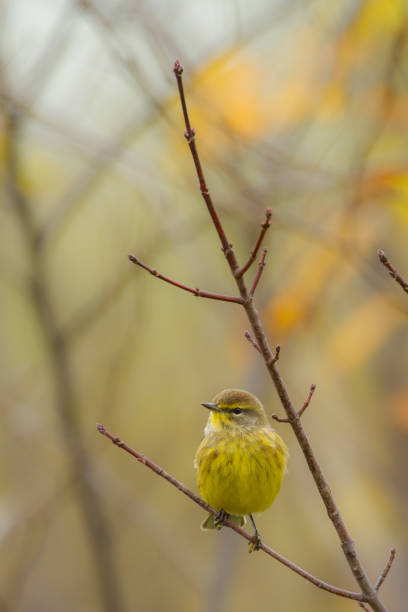 istock Palm warbler on branch in Western Massachusetts 2203342602