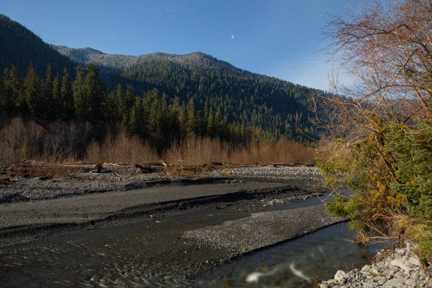 Hoh Rainforest, Olympic National Park, WA, USA in Forks, Washington, United States