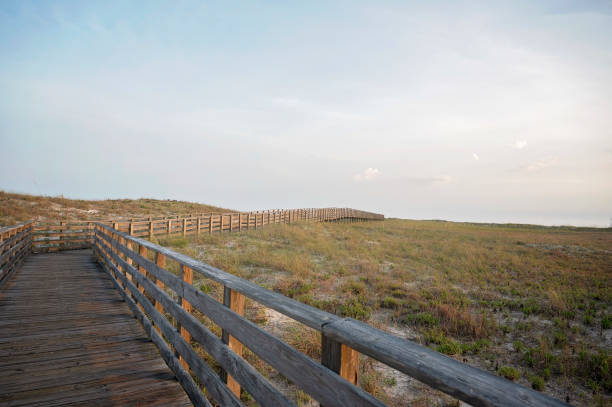 istock Wooden boardwalk leading through coastal dunes under a soft sky 2203343118