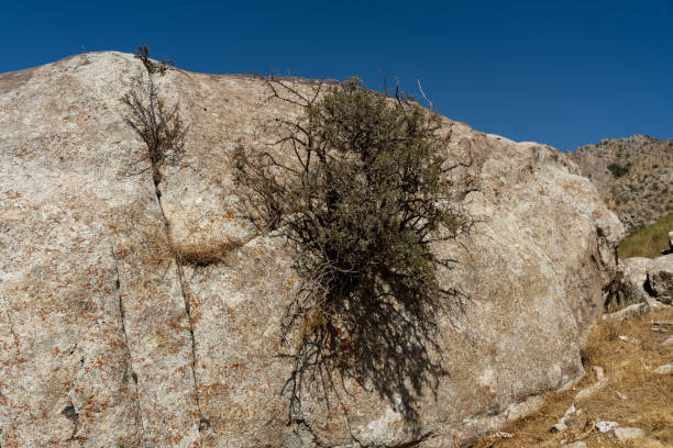A small plant is growing on a large rock in Kashkadarya, Qashqadaryo Region, Uzbekistan